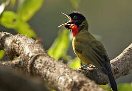 Bare-throated Whistler