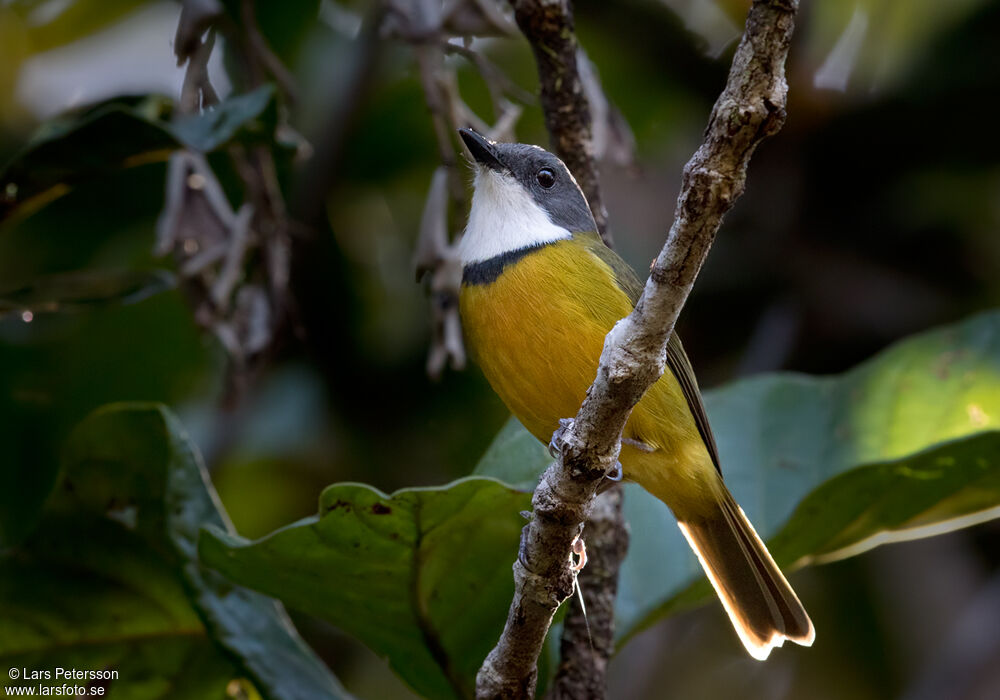 New Caledonian Whistler