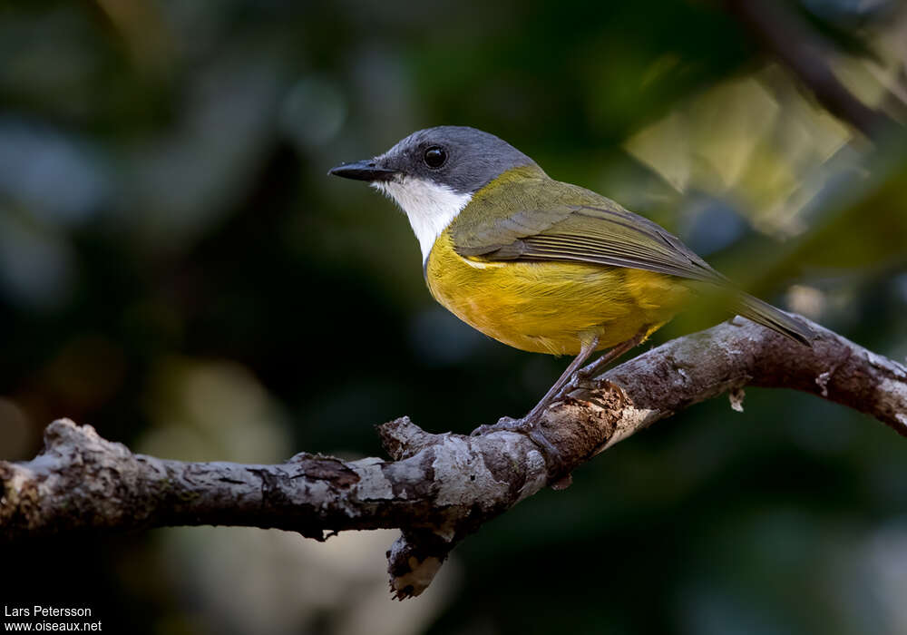 New Caledonian Whistler male adult, identification