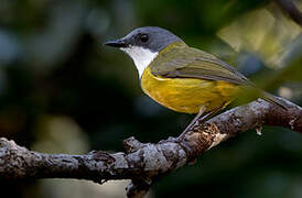 New Caledonian Whistler