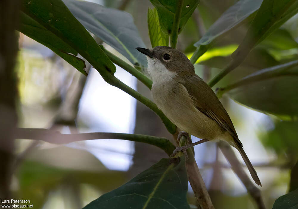 New Caledonian Whistleradult, identification