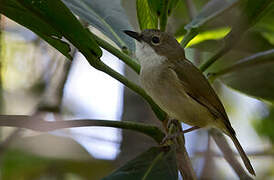 New Caledonian Whistler