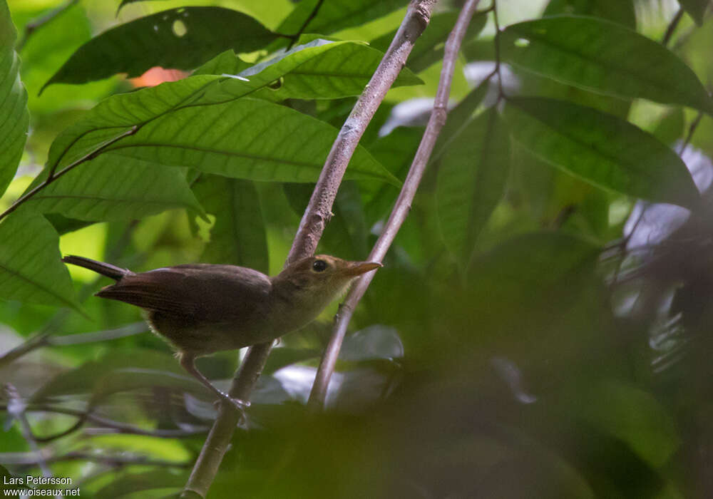 Rennell Whistleradult, identification