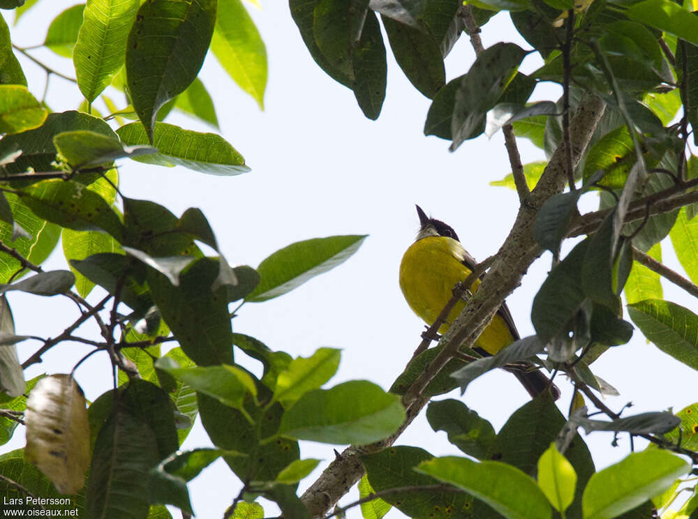 Sclater's Whistleradult, identification