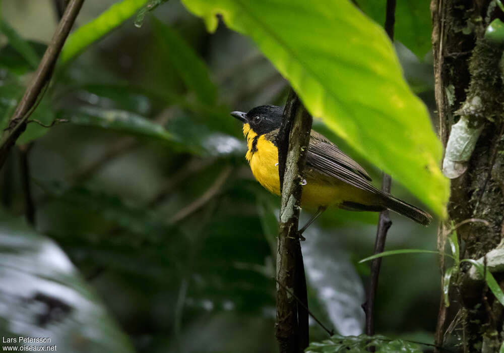 Fiji Whistler male adult, identification