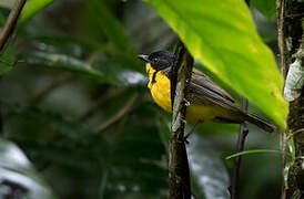 White-throated Fiji Whistler