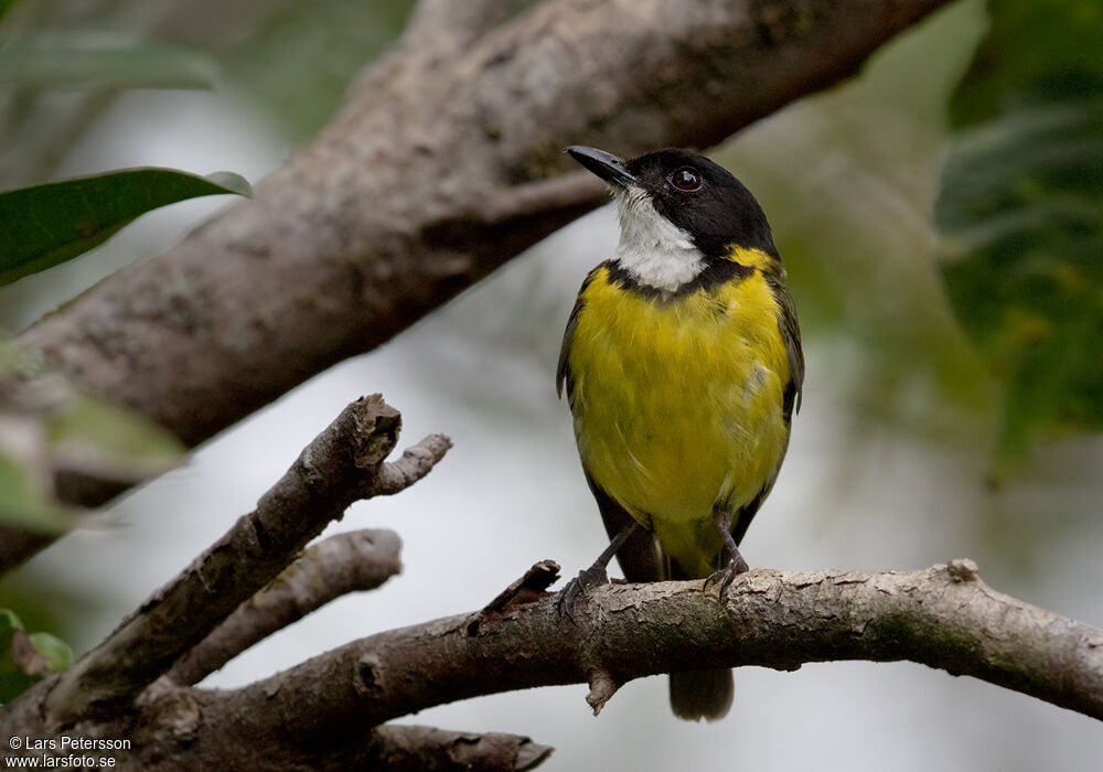 Fiji Whistler male adult, close-up portrait, pigmentation