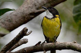 White-throated Fiji Whistler