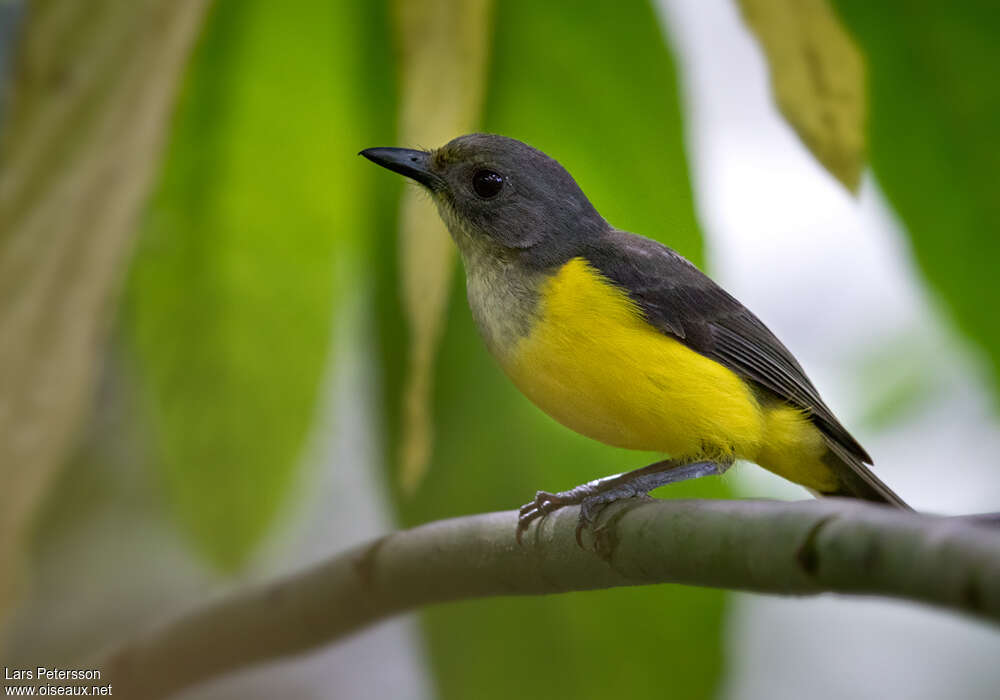 Siffleur des Samoa femelle adulte, identification