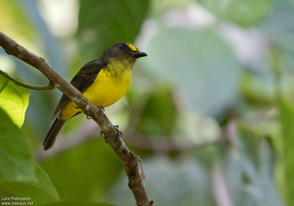 Samoan Whistler male