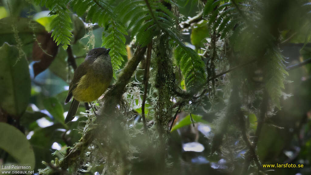 Siffleur du Vogelkopadulte, identification