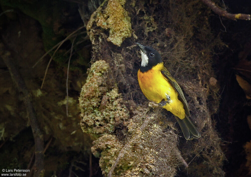 Rusty-breasted Whistler