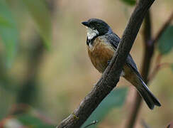 Rufous Whistler