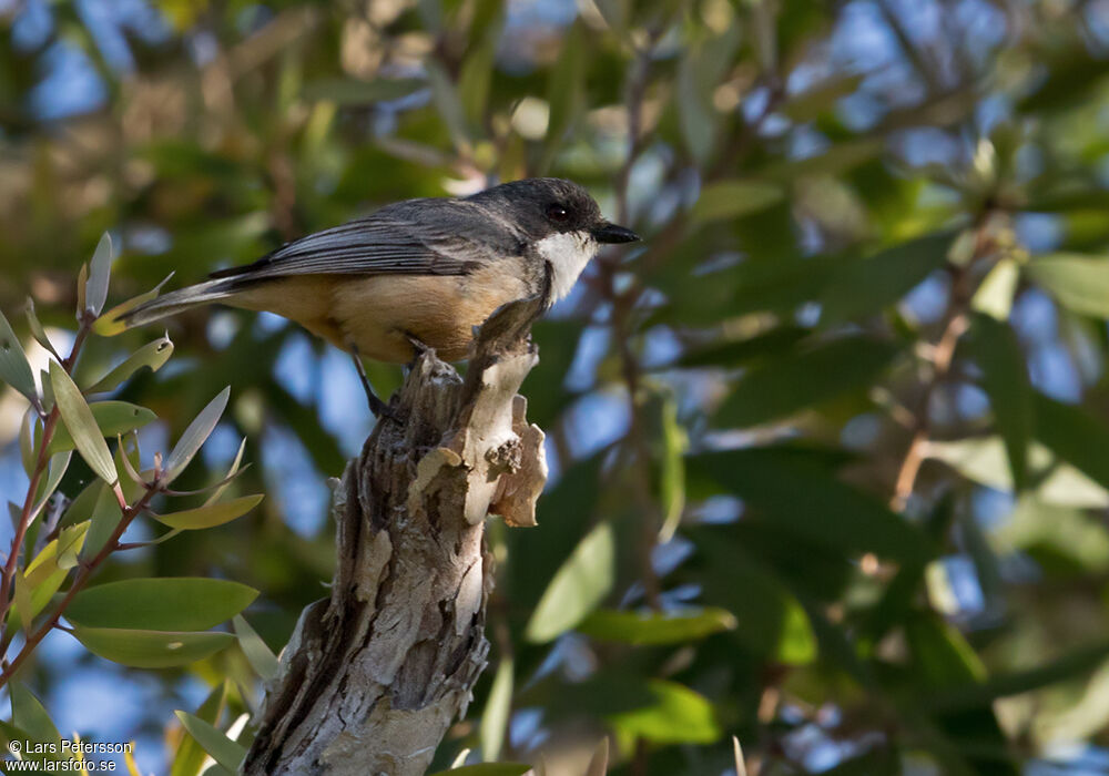 Rufous Whistler