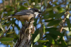 Rufous Whistler