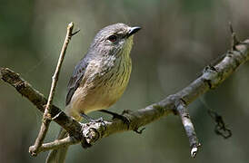 Rufous Whistler