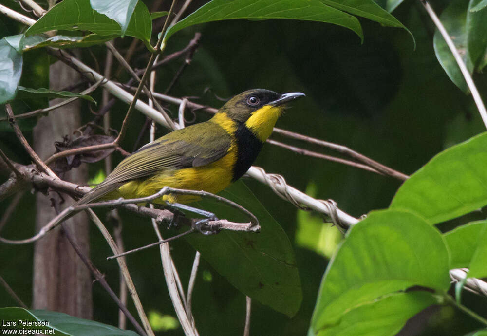 Oriole Whistleradult, identification