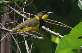 Oriole Whistler