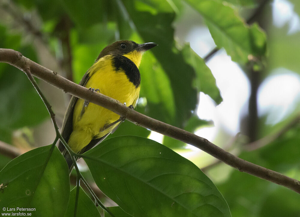 Oriole Whistler