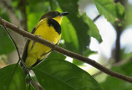 Oriole Whistler