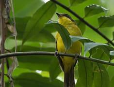 Oriole Whistler