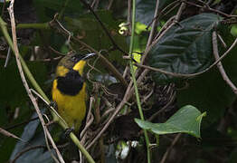 Oriole Whistler