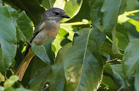 Fawn-breasted Whistler