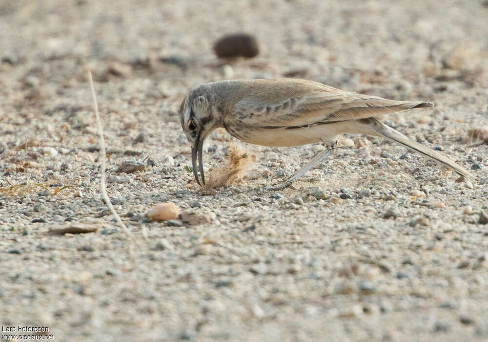 Greater Hoopoe-Lark, fishing/hunting