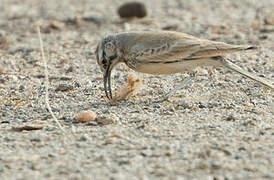 Greater Hoopoe-Lark