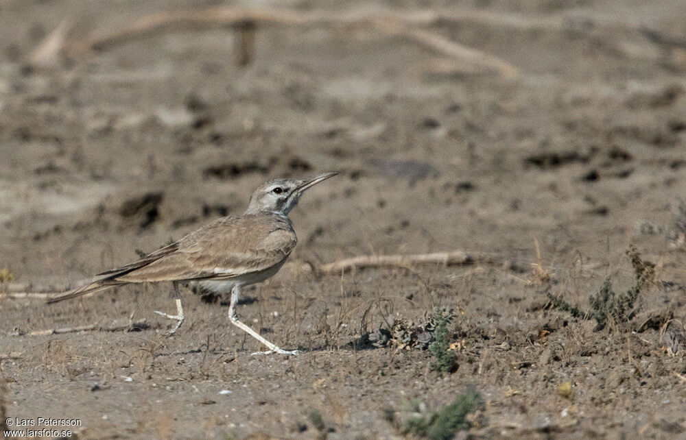 Greater Hoopoe-Lark