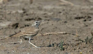 Greater Hoopoe-Lark