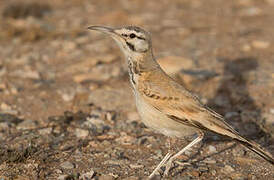 Greater Hoopoe-Lark