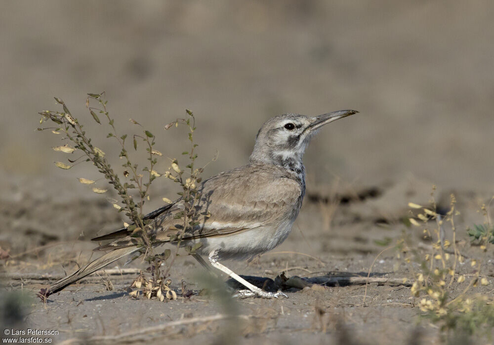 Greater Hoopoe-Lark