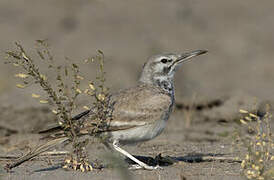 Greater Hoopoe-Lark