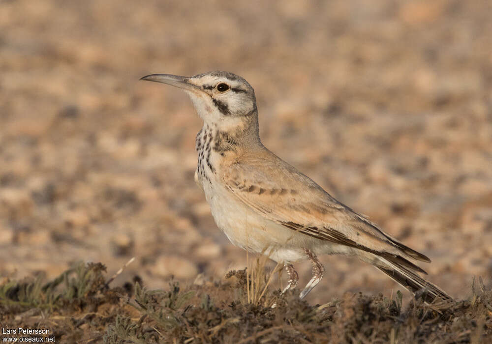 Sirli du désertadulte, identification