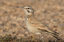 Greater Hoopoe-Lark