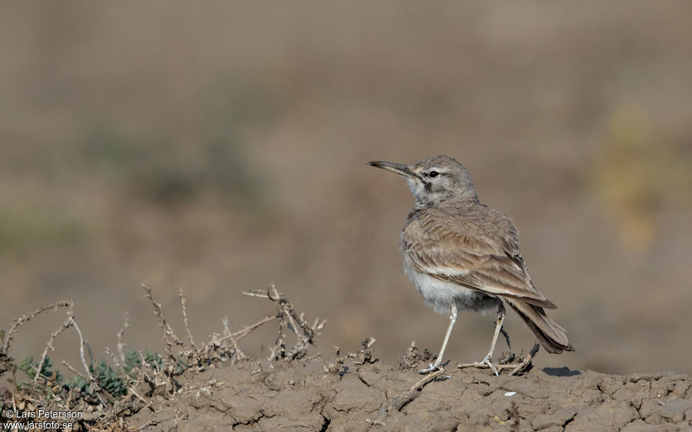 Greater Hoopoe-Lark