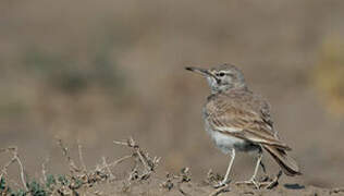 Greater Hoopoe-Lark