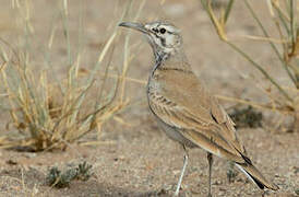 Greater Hoopoe-Lark