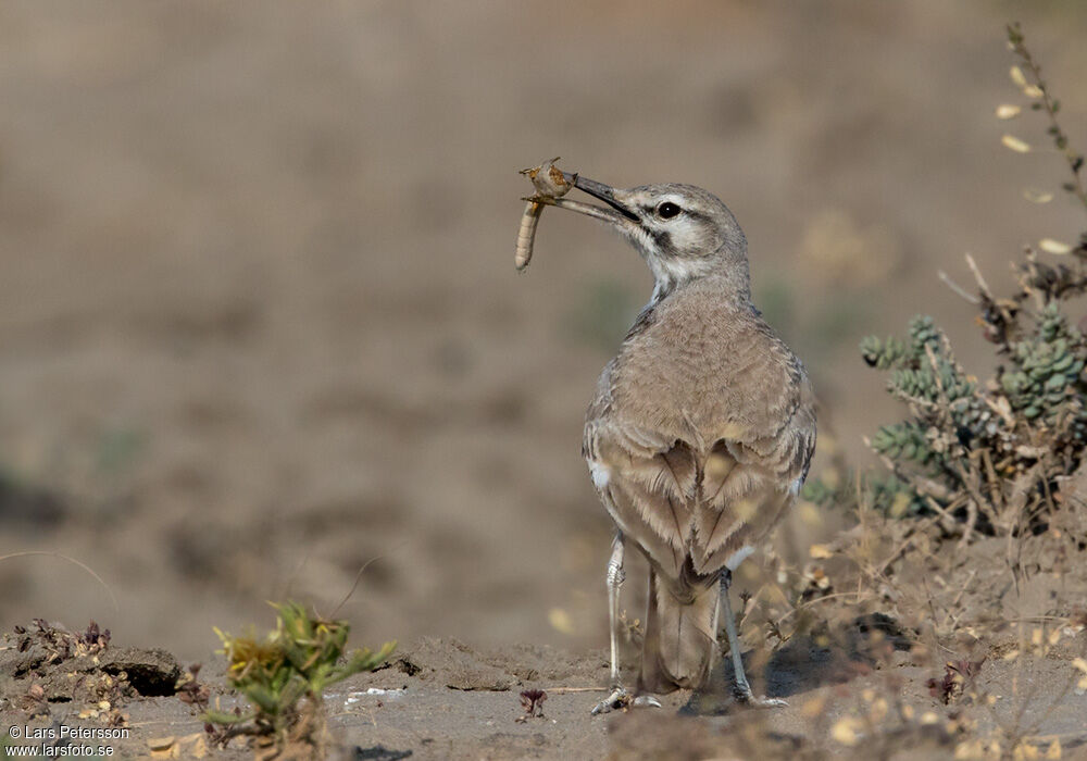 Greater Hoopoe-Lark