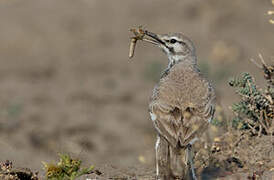 Greater Hoopoe-Lark