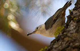 White-breasted Nuthatch