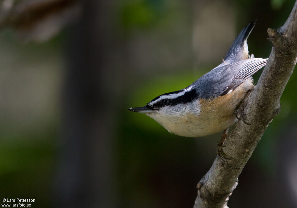 Red-breasted Nuthatch