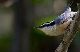 Red-breasted Nuthatch