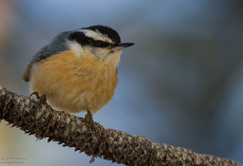 Red-breasted Nuthatch