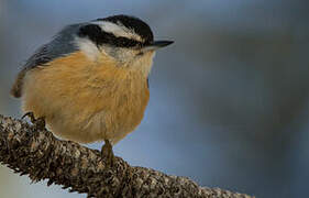 Red-breasted Nuthatch