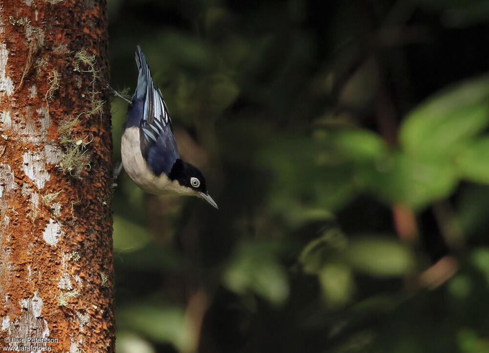 Blue Nuthatch