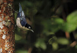 Blue Nuthatch