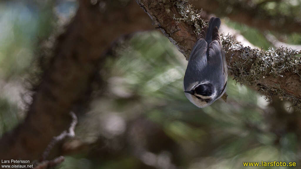 Corsican Nuthatchadult, pigmentation, Behaviour