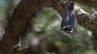 Corsican Nuthatch